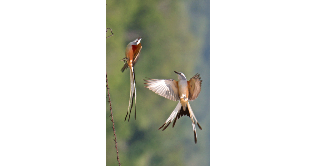 Scissor Tailed Flycatcher