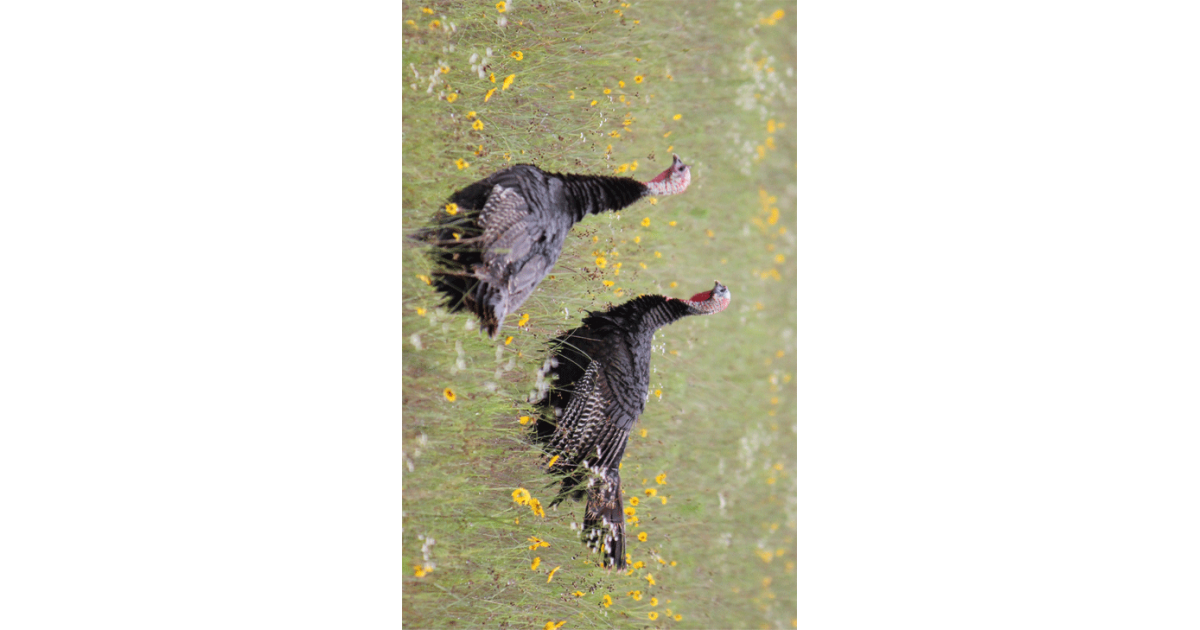 Turkey Hunting Tag