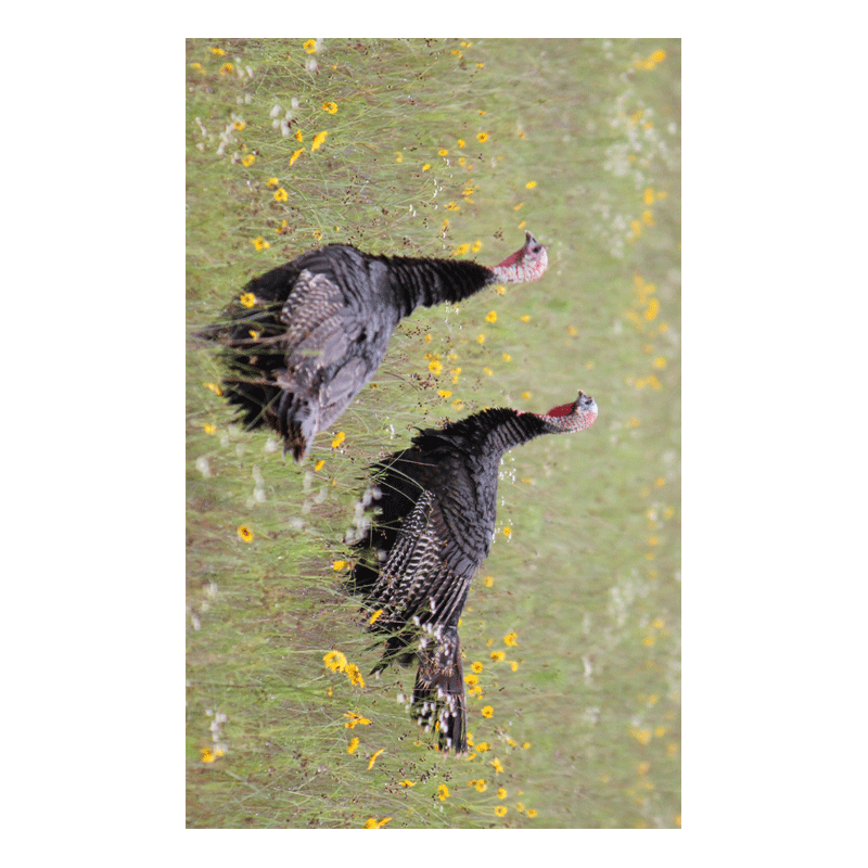 Turkey Hunting Tag