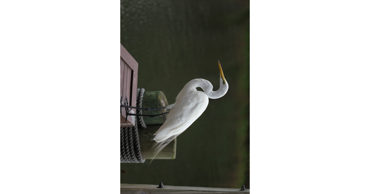 Great Egret Hunting Tag