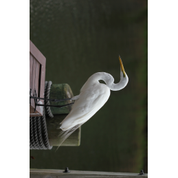 Great Egret Hunting Tag