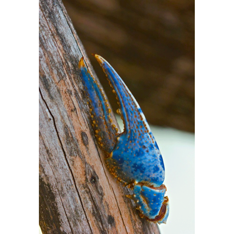 Blue Claw Wildlife Tag