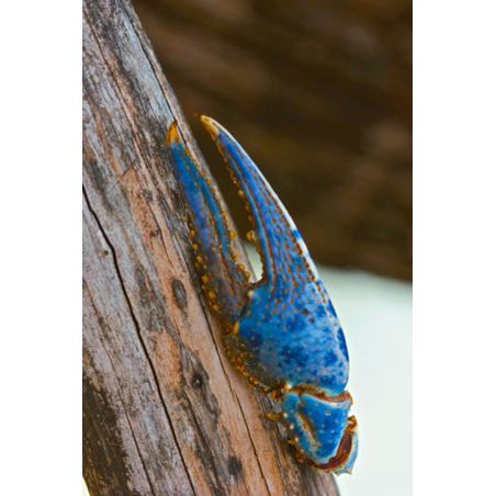 Blue Claw Wildlife Tag
